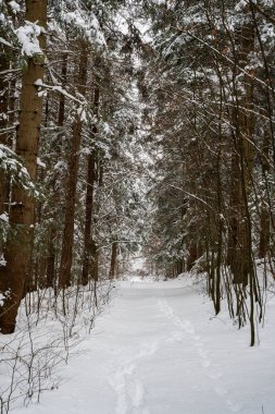 Karla kaplı kış ormanı yolu uzun ve yeşil ağaçların arasından geçer. Sakin atmosfer, bu sakin açık hava ortamında vahşi yaşam aktivitesine işaret eden ayak izleri..