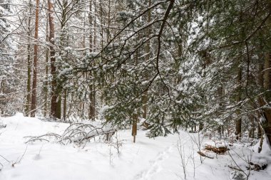 Karla kaplı bir ormanda sakin bir kış sahnesi. Karlı dallar, yüksek yeşil ağaçların arasından geçen açık bir yol üzerinde asılı..