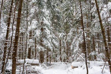 Karla kaplı orman sahnesinde yoğun beyaz karla kaplı uzun yeşil ağaçlar doğal bir manzaranın ortasında sakin bir kış atmosferi yaratıyor..