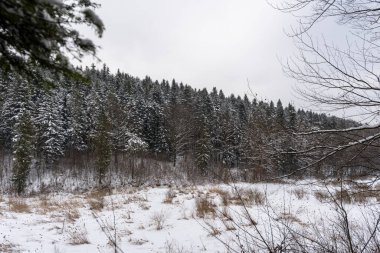 Karla kaplı manzara, arka planda yoğun kozalaklı bir ormanla sakin bir kış manzarası sergiliyor. Bulutlu gökyüzü ve beyaz kar, doğa fotoğrafçılığı için ideal sakin bir atmosfer yaratır..