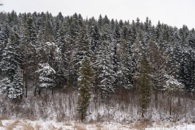 Karla kaplı her yer yemyeşil ağaçlardan oluşan sık bir ormanı gözler önüne seren bir kış manzarası. Manzara, yüksek kozalaklı ağaçlar ve çıplak dallardan oluşan sakin bir atmosfer yaratıyor..