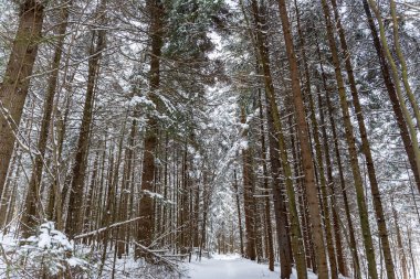Karla kaplı kış ormanı sahnesinde yüksek yeşil ağaçlar sakin bir atmosfer ve davetkar bir patika oluşturuyor. Doğa severler ve kış turizmi için ideal..