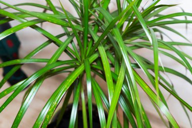 Uzun ince yapraklı, rahat bir oda ortamında yeşil bir bitki. Canlı yapraklar iç mekanlara canlılık ve tazelik katıyor. Ev dekorasyonu için mükemmel..