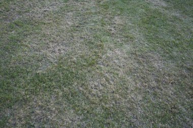 Doğal ışık altında kuru ve yeşil bölgelerin bir karışımını gösteren yamalı bir çim tarlası. Bu görüntü çimen büyümesini ve çimen bakımını etkileyen çevresel koşulları temsil etmektedir..