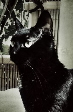 Vintage portre sevimli siyah kedi.