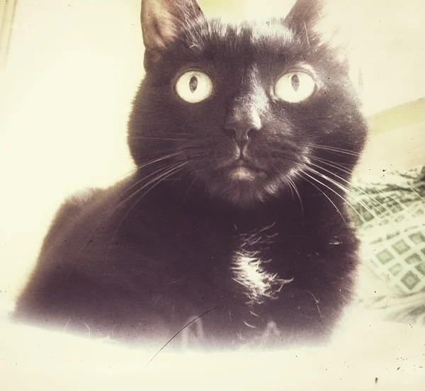 Retrato vintage de gato preto bonito . — Fotografia de Stock