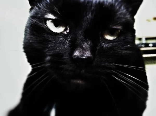 老式的可爱黑猫的肖像. — 图库照片