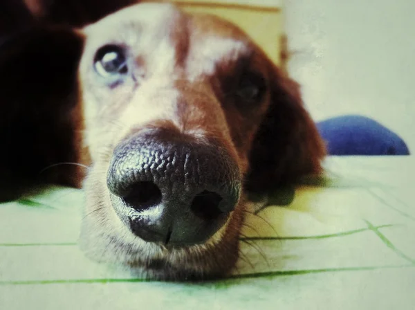Retro suave retrato enfocado de perro lindo - dachshund . — Foto de Stock