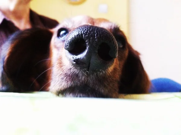 Retrô macio focado retrato de cão bonito - dachshund . — Fotografia de Stock