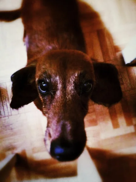 Retro yumuşak odaklı portre sevimli köpek - dachshund. — Stok fotoğraf