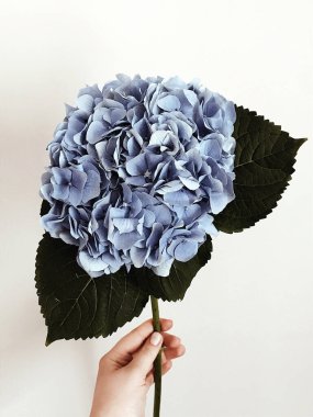 Güzel mavi ortanca, el, beyaz arka plan, çiçek.