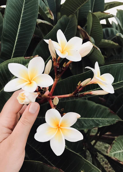 Hermosas Flores Plomería Verde Tropical Exótico Blanco Amarillo Jardín Mano —  Fotos de Stock