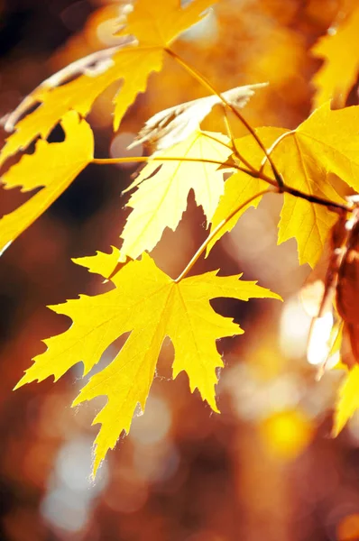 Beautiful Autumn Leaves Orange Color Leaves Fall Bokeh Sunlight Sunny — Stock Photo, Image