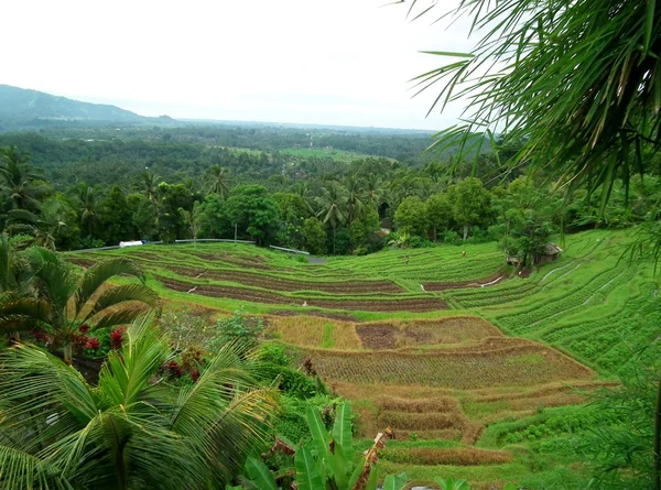 Krajina z Bali — Stock fotografie