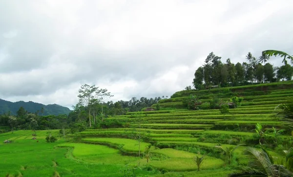 Krajobraz Bali — Zdjęcie stockowe