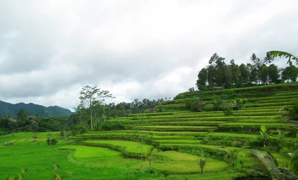 Paisagem bali — Fotografia de Stock