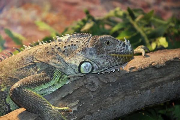 Iguana — Stock Photo, Image