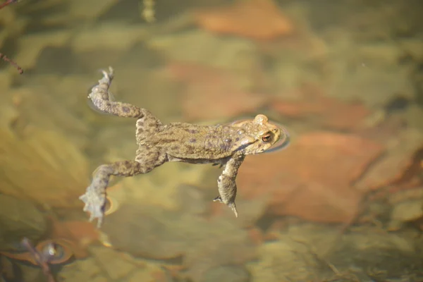 Schwimmfrosch Stockbild