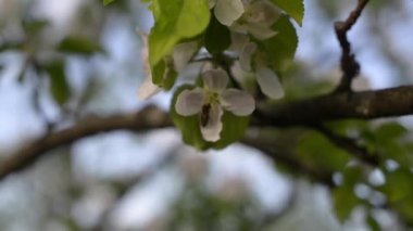 Arı ve elma çiçeği.