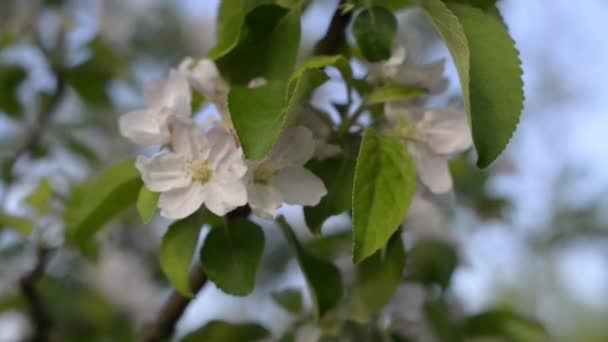 Abelha na flor de maçã — Vídeo de Stock