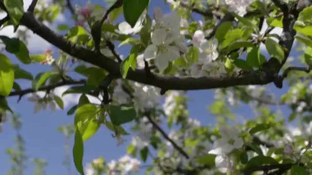 Пчела на яблочном цветке — стоковое видео