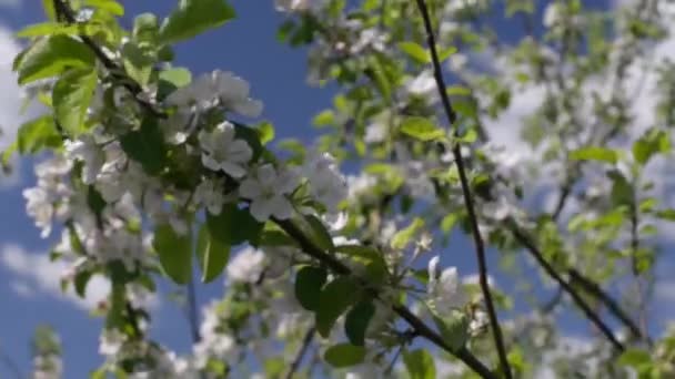 Abeja en flor de manzana — Vídeo de stock