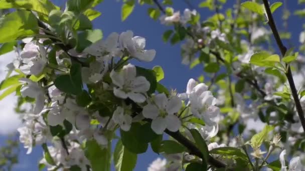 Abeille sur fleur de pomme — Video