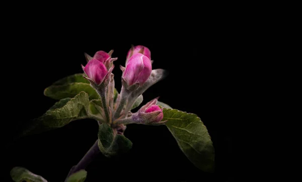 Fotoğrafta çiçeklerin görüntüsü var.