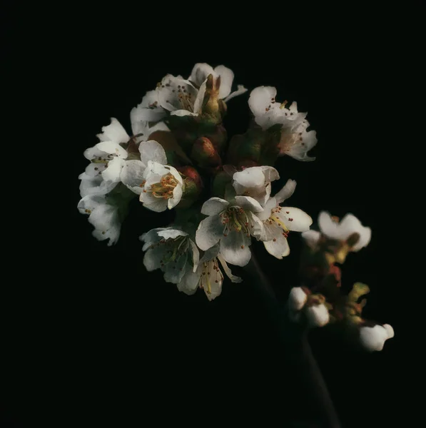 Fotoğrafta çiçeklerin görüntüsü var.