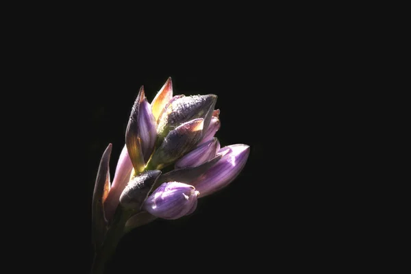 Fotoğrafta çiçeklerin görüntüsü var.