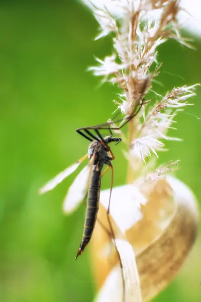 Fotoğraf bir böceğin görüntüsünü gösteriyor.