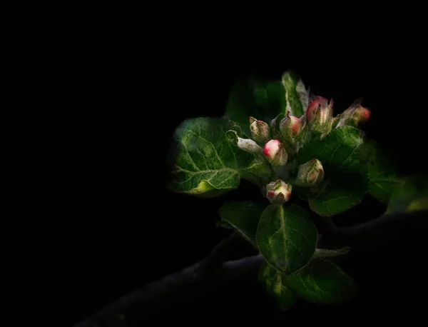 Fotoğrafta çiçeklerin görüntüsü var.