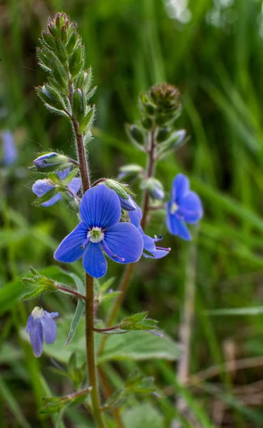 Fotoğrafta çiçeklerin görüntüsü var.