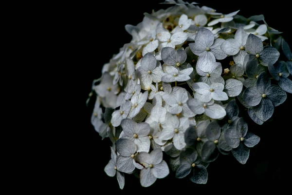 Sur Photo Une Image Fleurs Hortensia — Photo