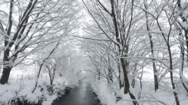 ağaçlar kış günü nehir ve kar kaplı