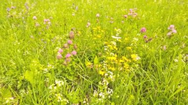 Dolly hareket yaz çayır