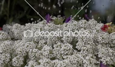 beyaz çiçekler düşen waterdrops