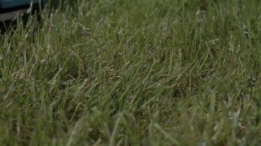 dollyshot çim biçme