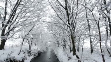 kar kaplı ağaçlar River