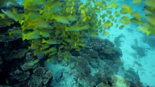 Dykning genom stim av fiskar — Stockvideo