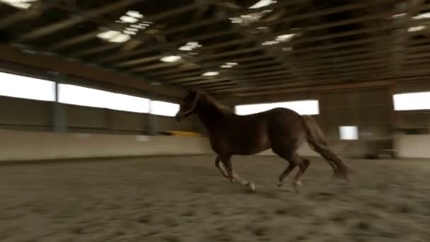 Cavalo castanho fêmea correndo — Vídeo de Stock