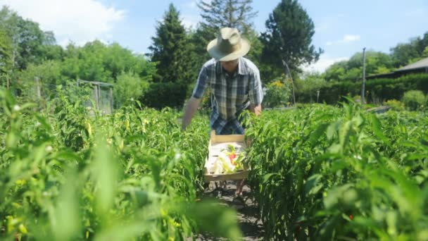 La raccolta degli agricoltori in campi biologici — Video Stock