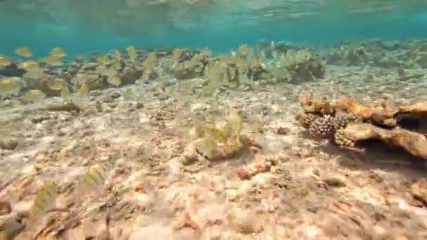 Doctorfish in ondiep water — Stockvideo