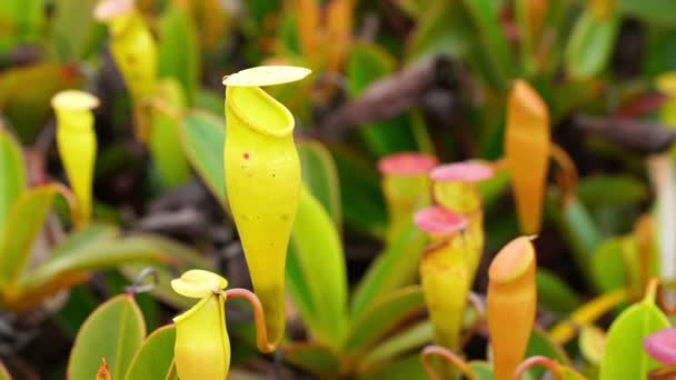 Seyşeller sürahi bitkiler — Stok video