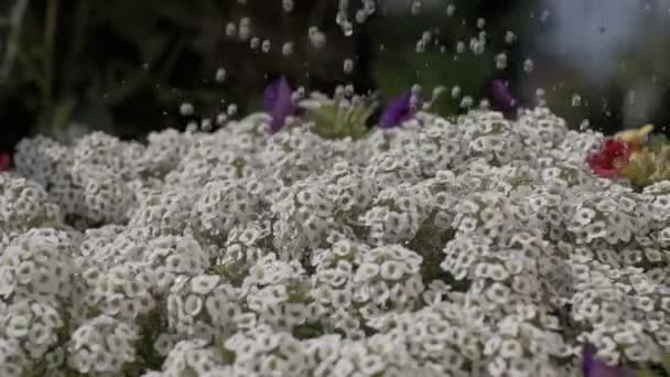 Gotas de agua cayendo sobre flores blancas — Vídeo de stock