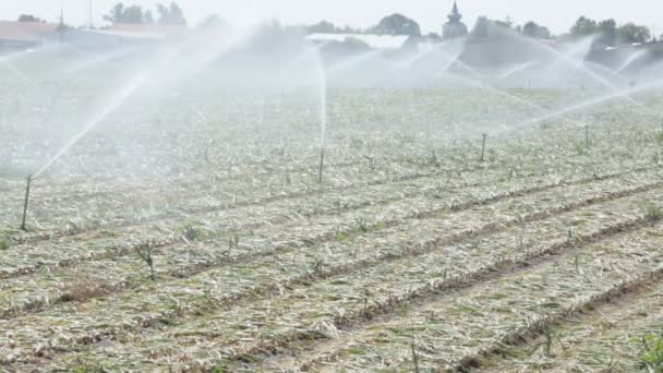 Regar los campos de cebolla — Vídeos de Stock