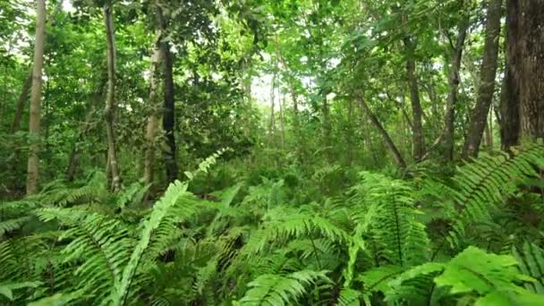 Bosque lluvioso tropical — Vídeos de Stock