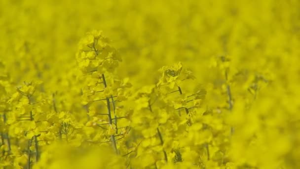 Champ de colza coloré dans le vent — Video