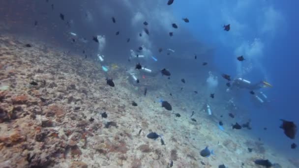 Dykare dykning genom stim av fiskar — Stockvideo