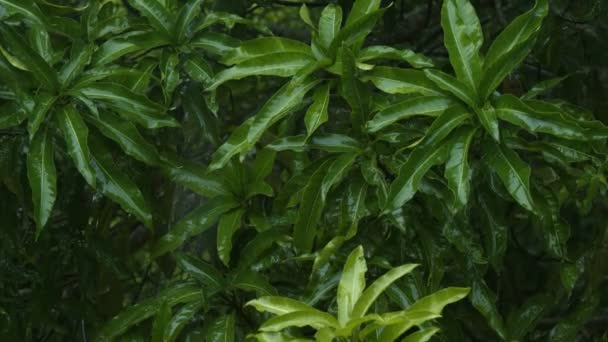 Green plants in tropical rain — Stock Video